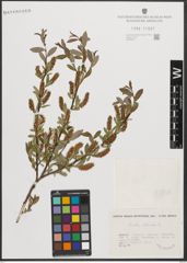 Foto von Salix triandra L.